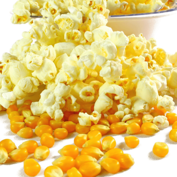 Popcorn Mais Saatgut Pop 11