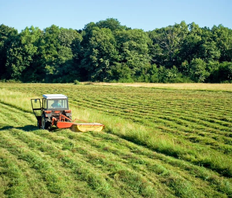 Mähweide Metos Saatgut Gras