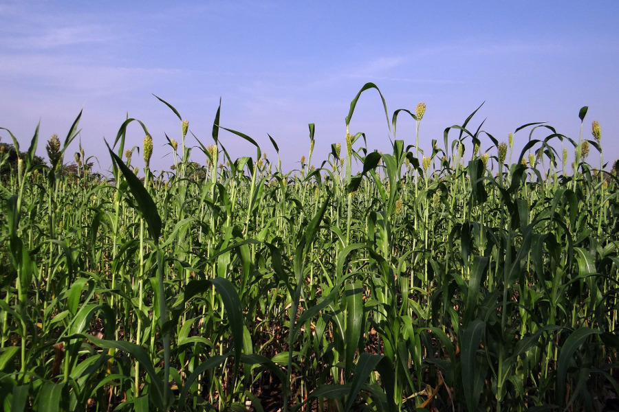 Sorghum Sudangras