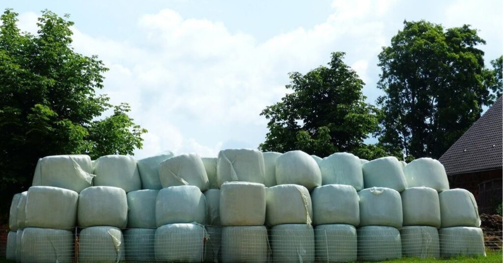 Maissilage in Rundballen