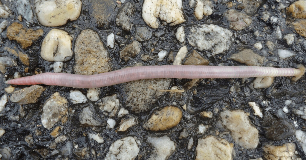 regenwurm auf kiesel
