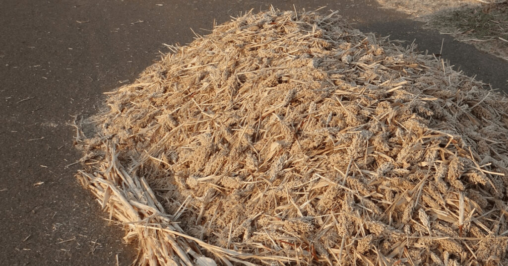 Sorghum Ernte