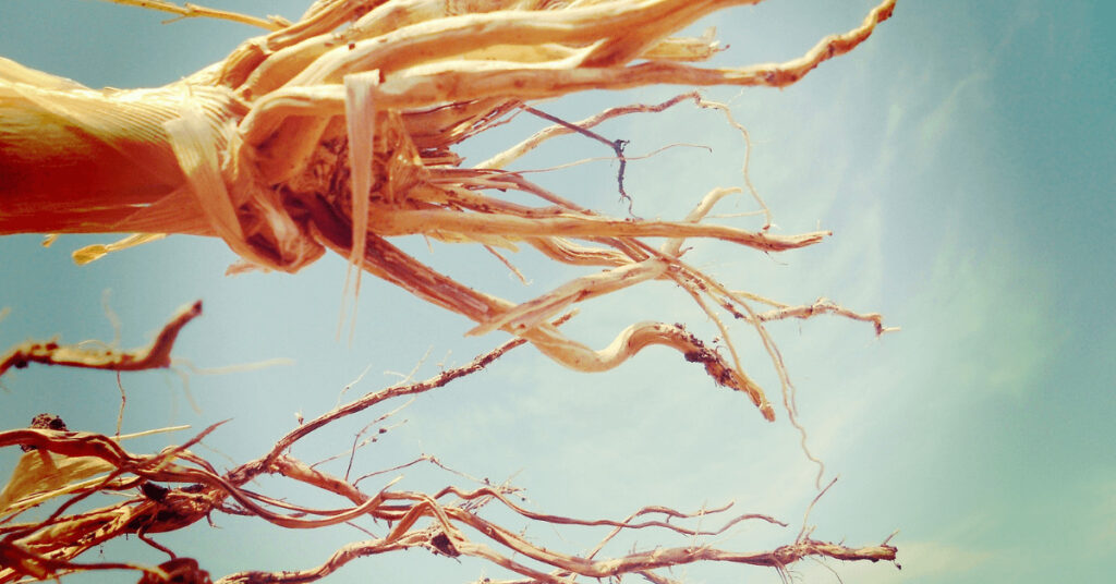 Sorghum, Krankheiten, Schädlinge, Fusarium, Blattkrankheiten, Zünsler, Energiepflanze, Maiswurzelbohrer, Läuse, Blattläuse