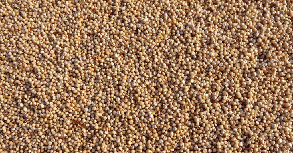Sorghum