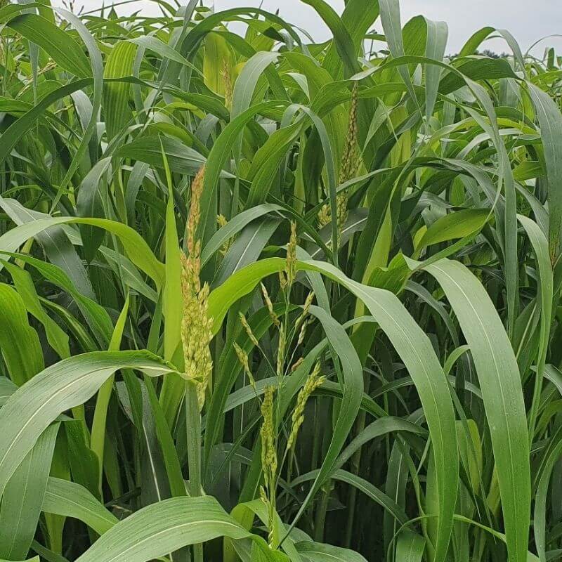 Sorghum