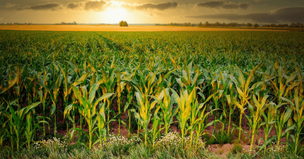 Maispflanzen auf Feld in der Jugendphase