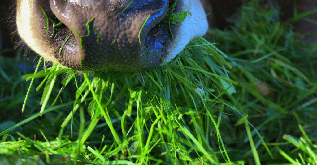 kuh frisst gras