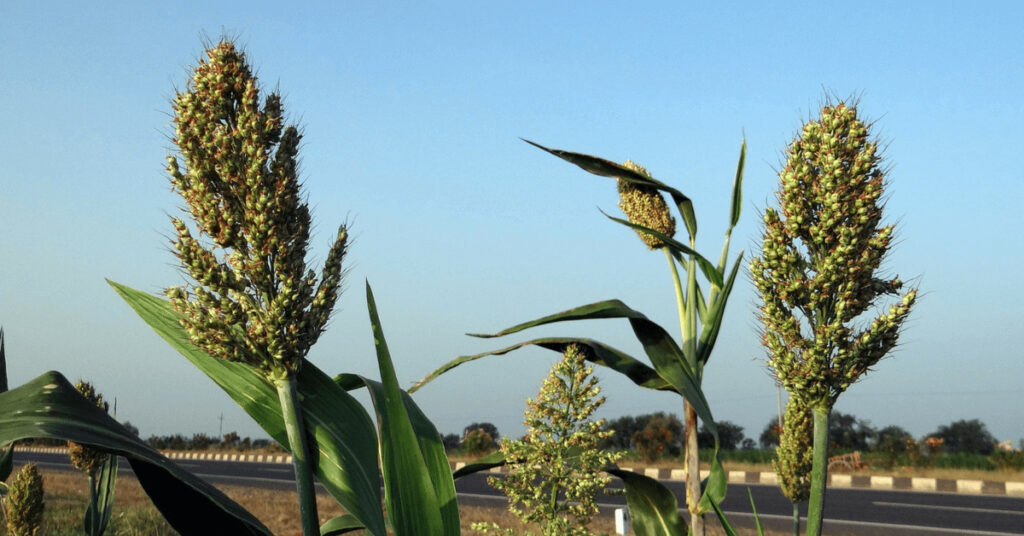 Sorghum
