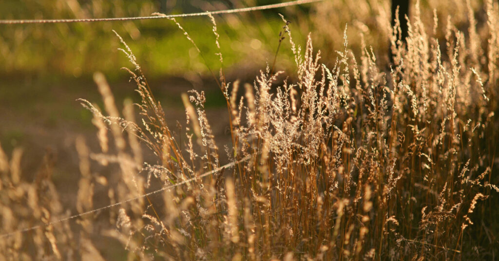 Gras trocken