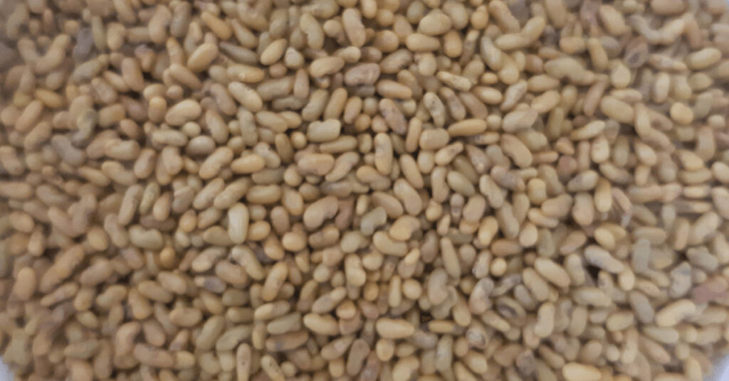 teff
