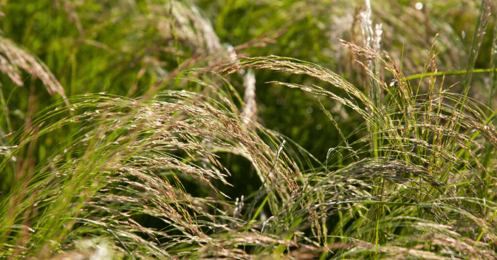 teff gras