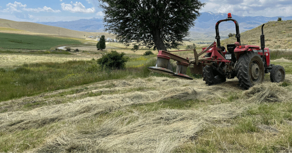 teff gemäht