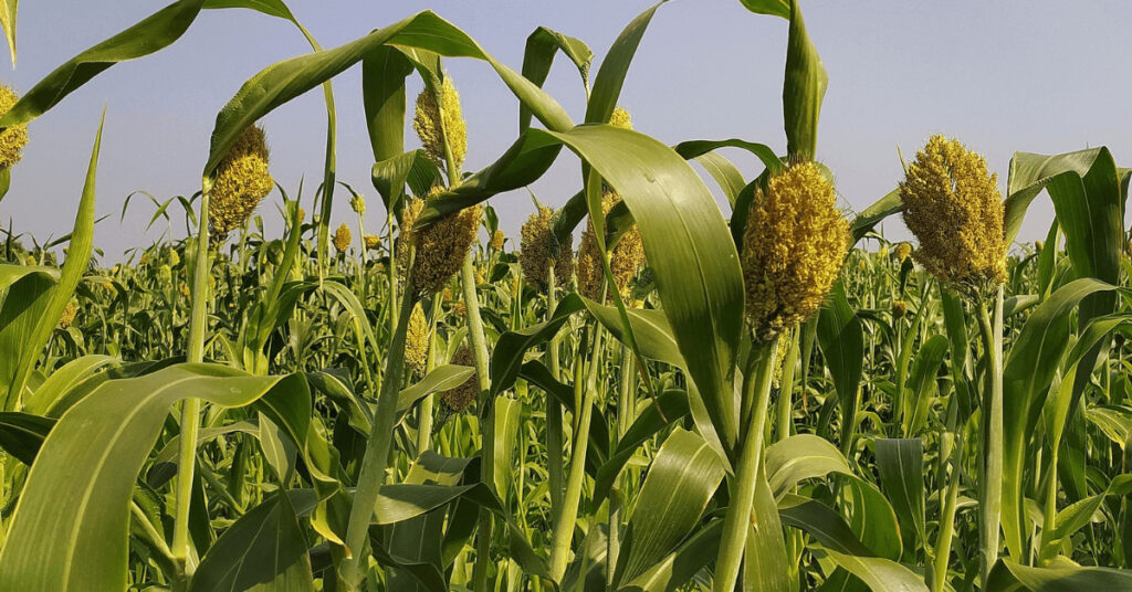 Sorghum_Hirse