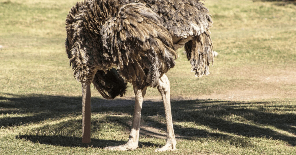 Straußenvogel